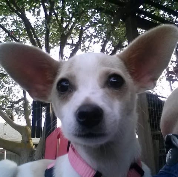 Meet your Posher, Minnie - Picture 1 of 1